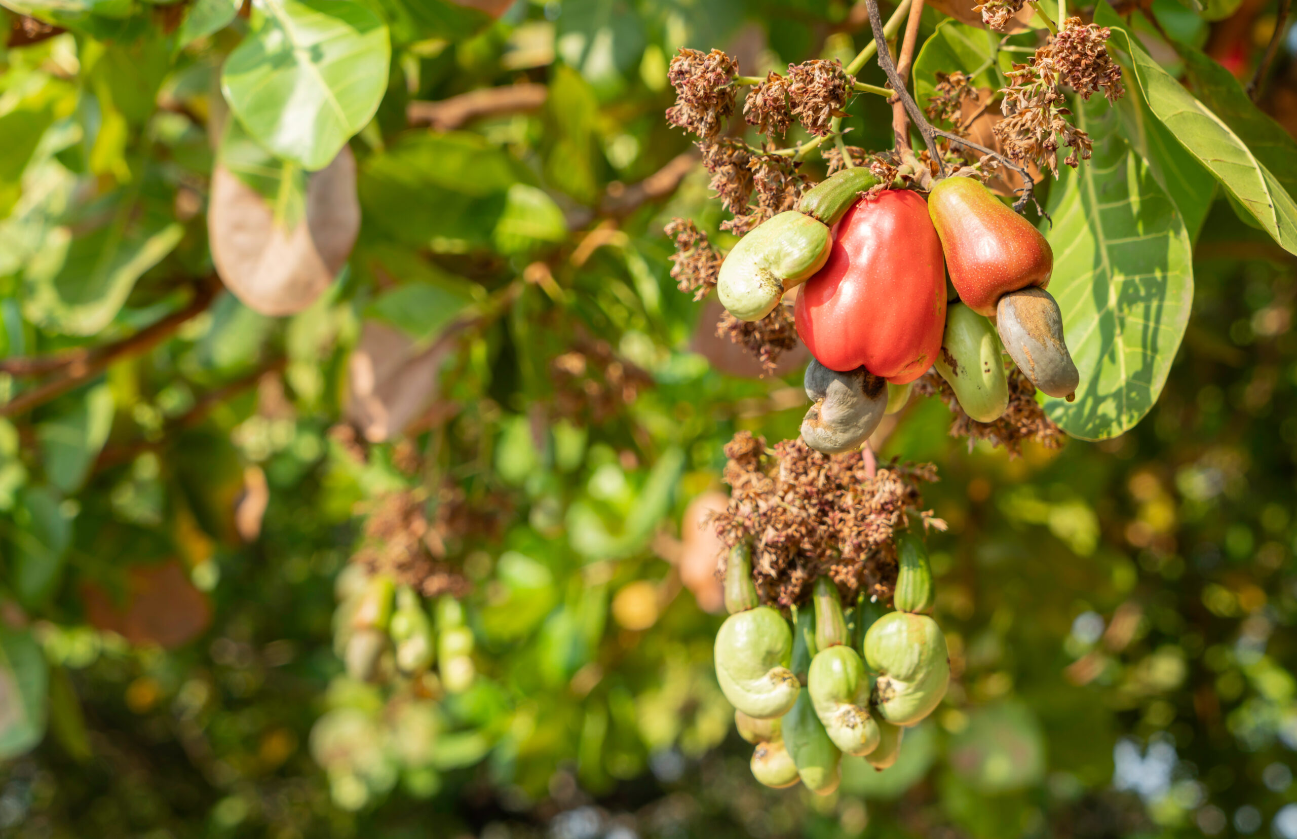 Rudrayu Cashew Farm